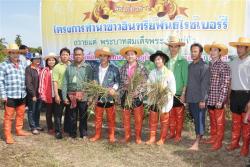 ภาพ...พิธีเกี่ยวข้าวโครงการทำนาข้าวอินทรีย์พันธุ์ไรซ์เบอร์รี่ ถวายแด่พระบาทสมเด็จพระเจ้าอยู่หัว